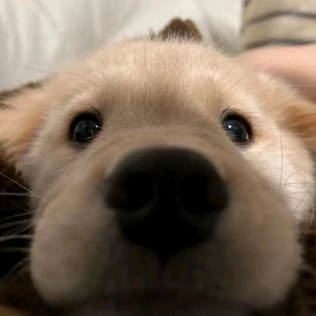 土拨鼠