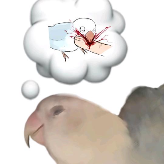 鹦鹉叨死你个死没良心的