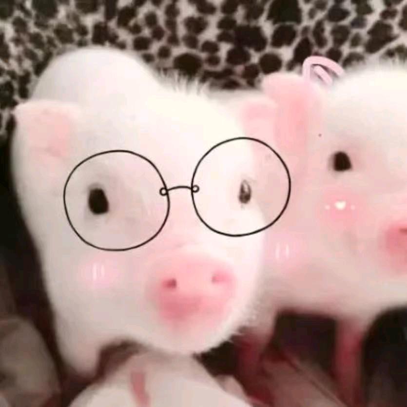 笨的可以