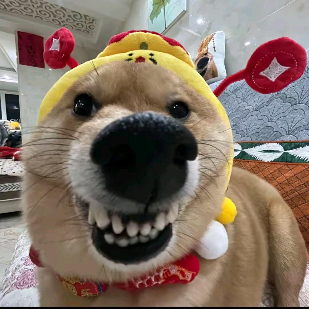 你也要来一杯蜜雪吗
