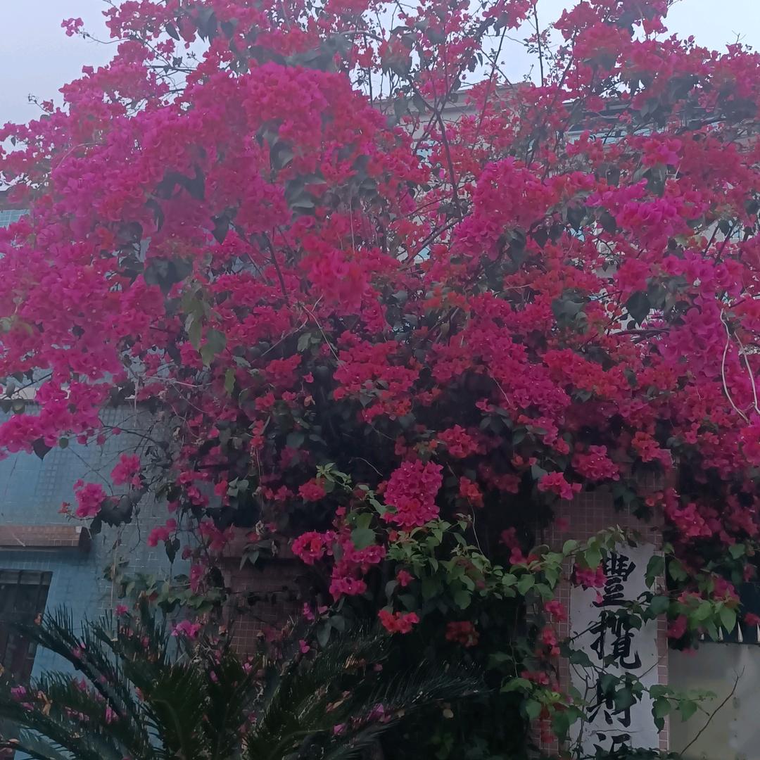 单身阿姨