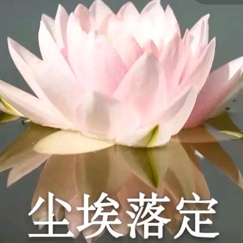 农村拼搏蛙