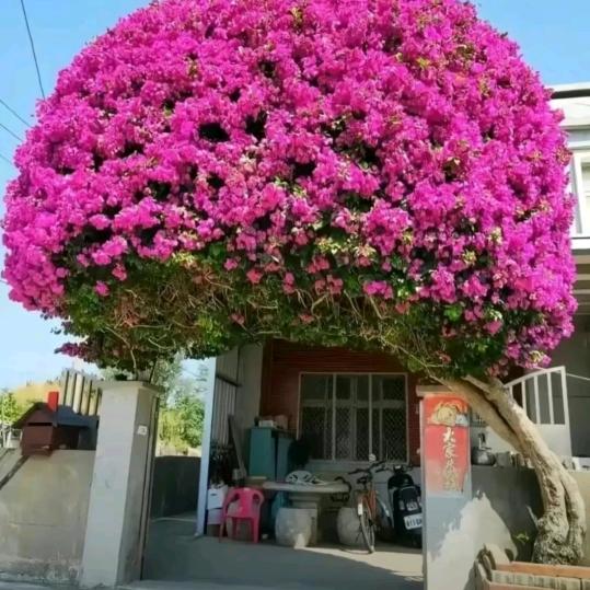 望爱却步