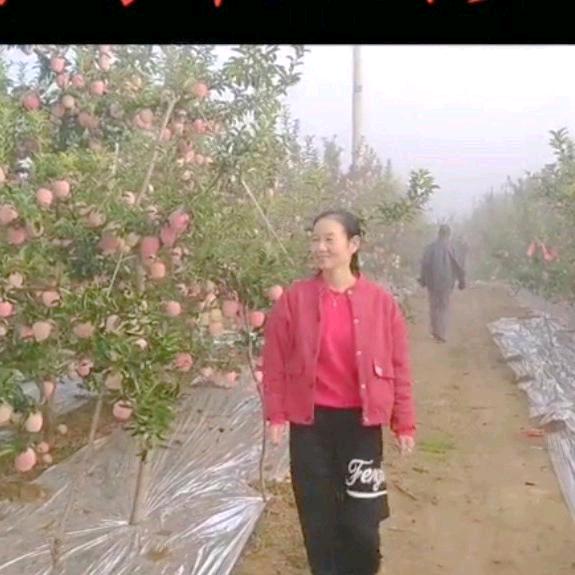 沙洋香香