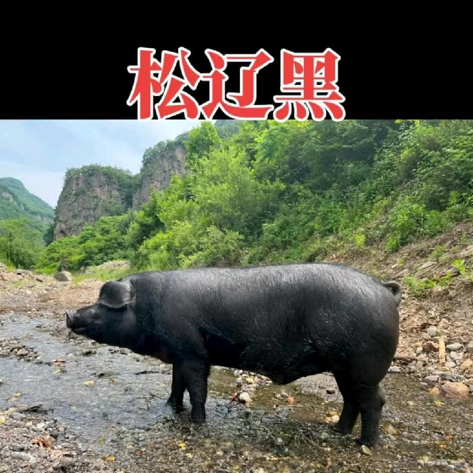 四季牧歌松辽黑种猪繁育基地