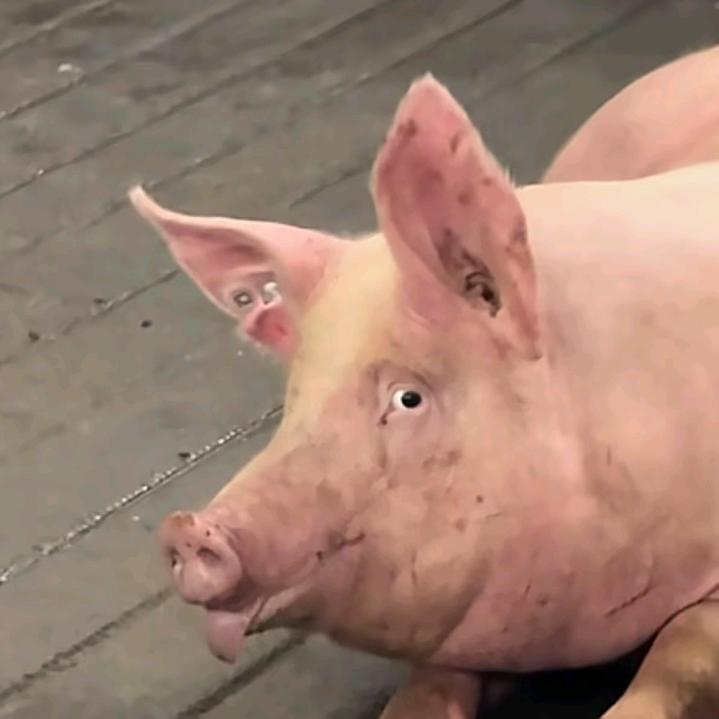 AAA偏爱只给小帅