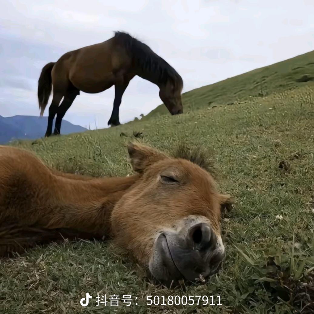 六界