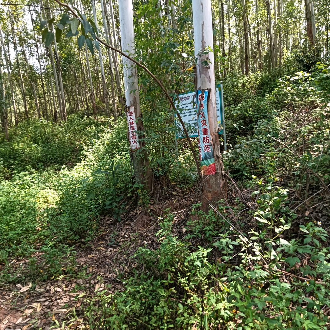 桃小桃