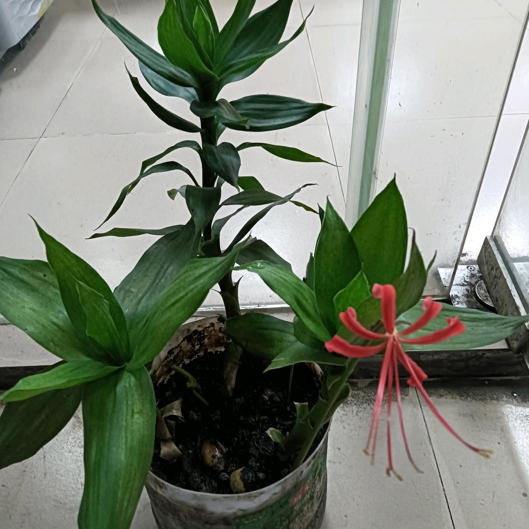 渝城川菜馆，中餐，晚餐欢迎你😀😀😀
