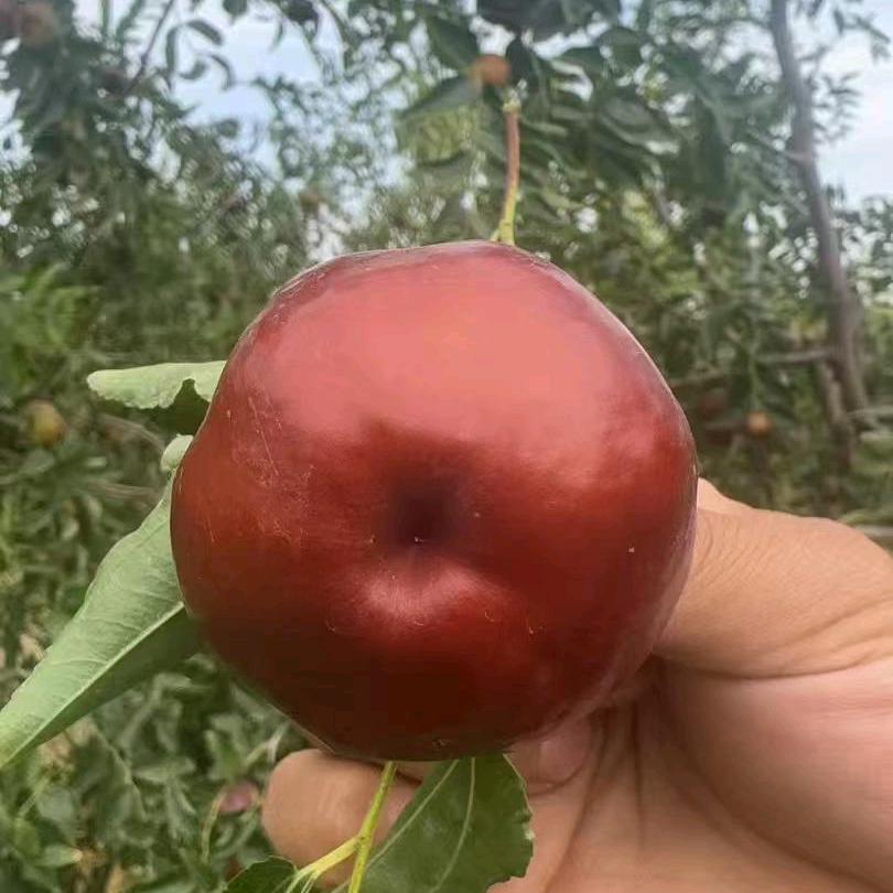 二哥新疆特产（专注新疆小众水果）