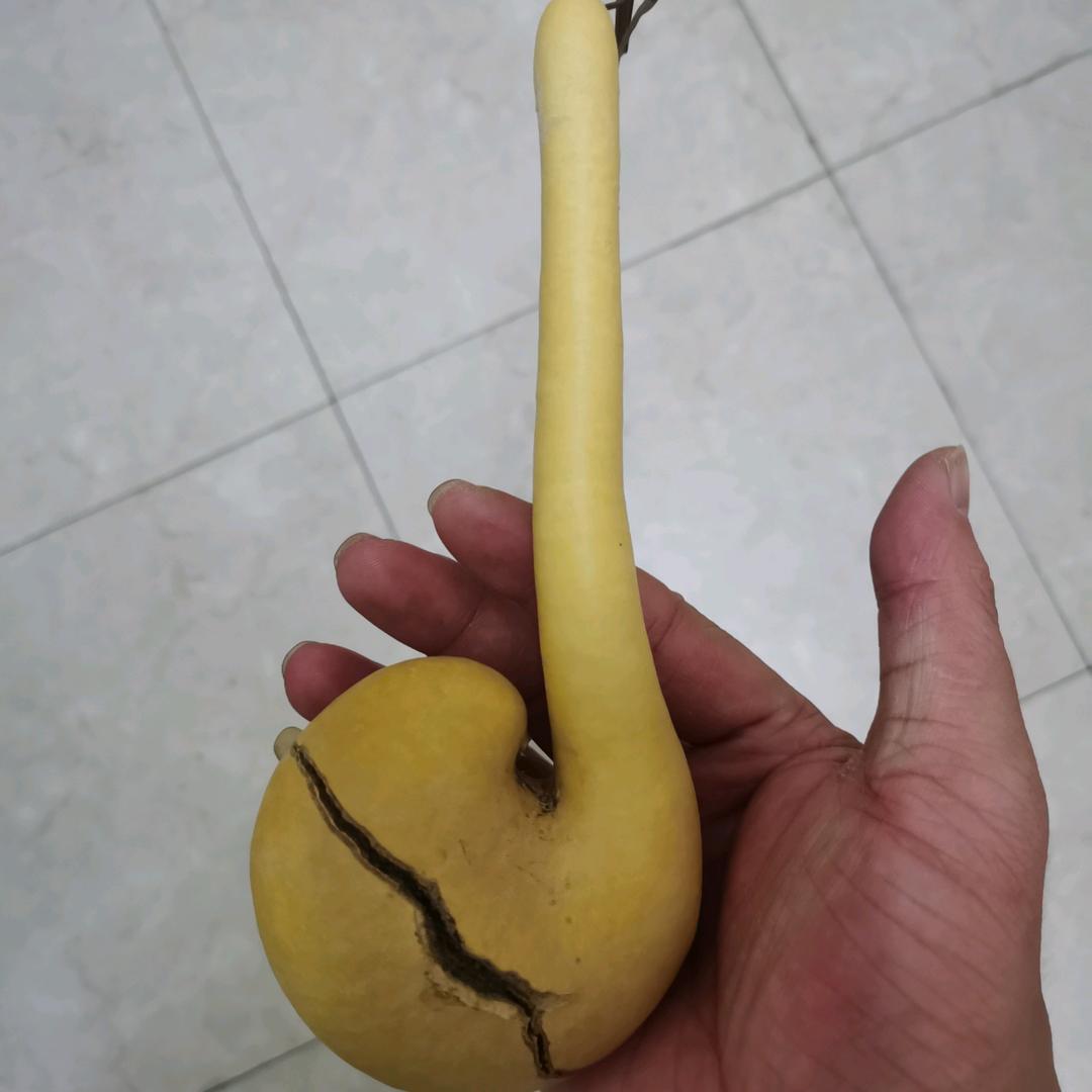 纯种葫芦种植批发