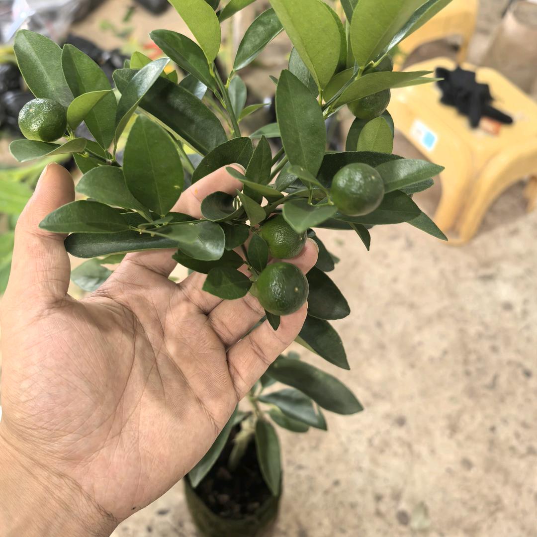 云苗富源起果树苗木专卖店