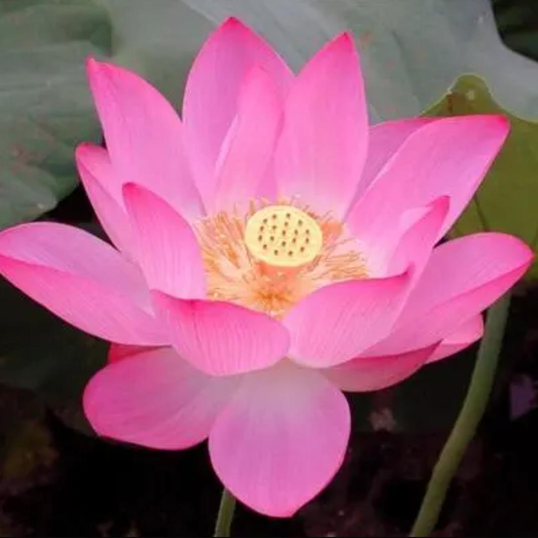 玉秀