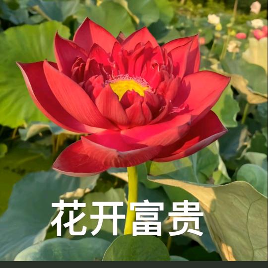 花开富贵-