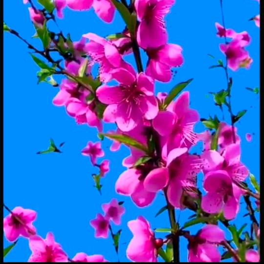 情语花音乐