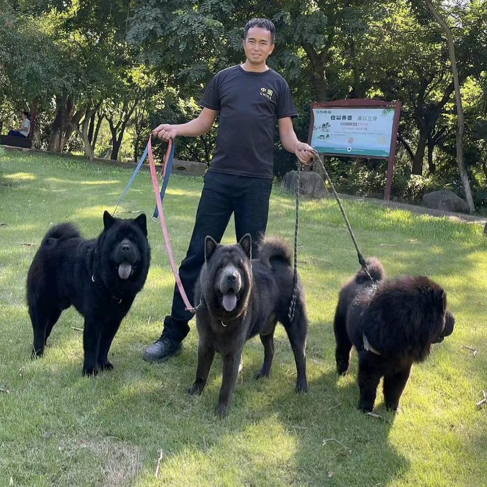 联萌犬舍·李队长（松狮）