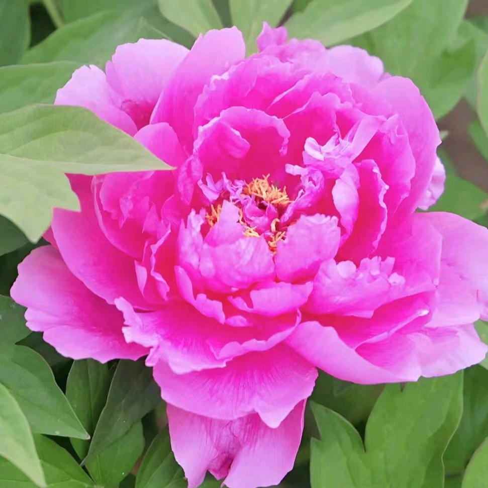 一朵花🌺