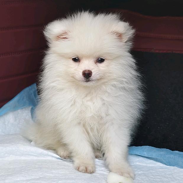 焦糖土豆🐶ᥫ᭡ᩚ