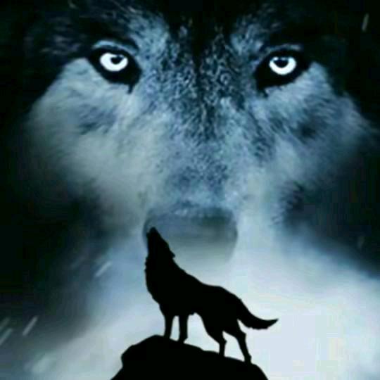 披着羊皮的狼🐺