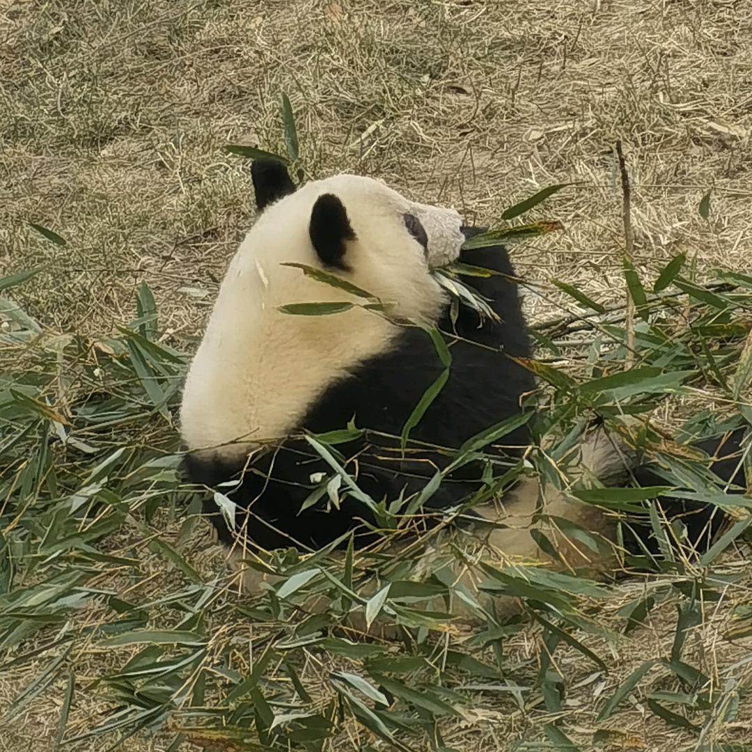 没有灵魂的小石头