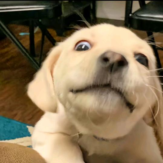 *独行