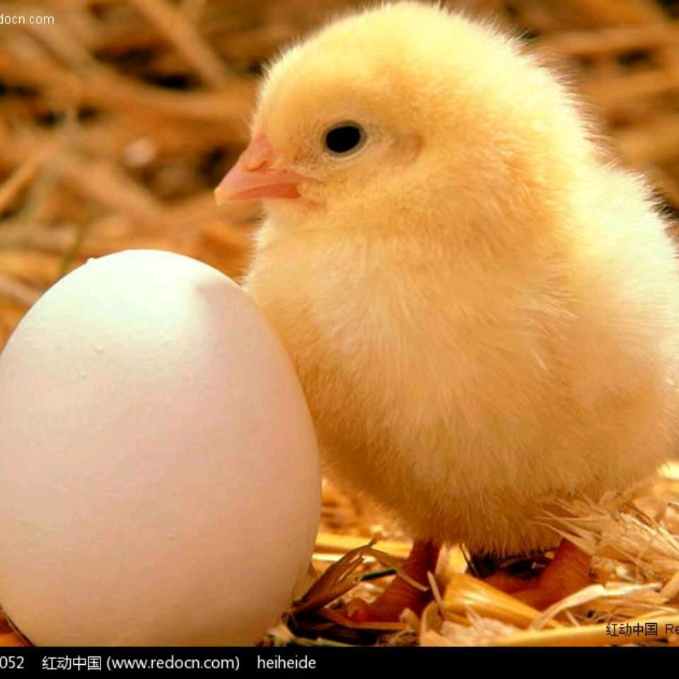 养鸡人（倩倩）