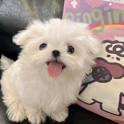 🥥？