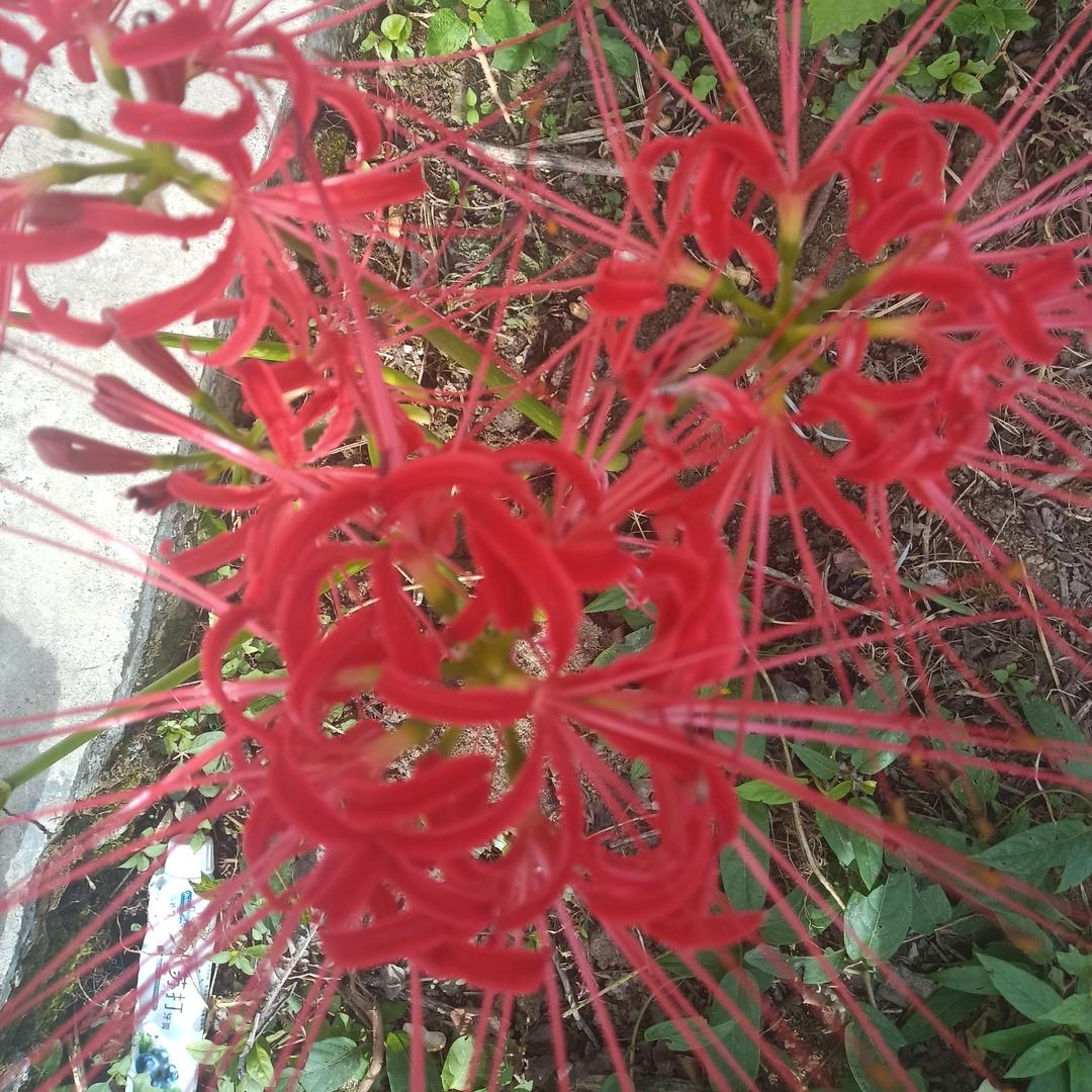 🌴🌴🌴岁月如丝🌴🌴🌴🌴🌴