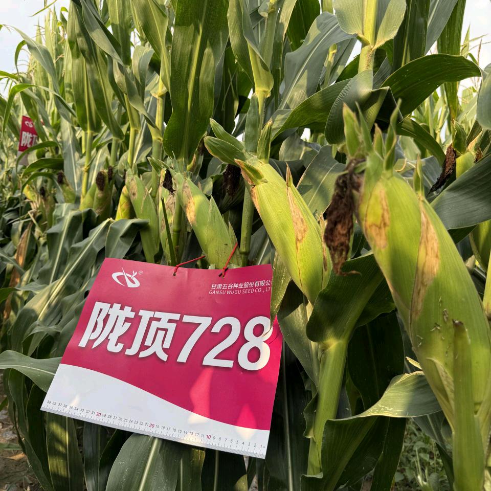 农业老许