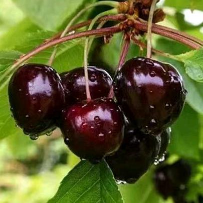 株洲市堡麦苗木店企业店