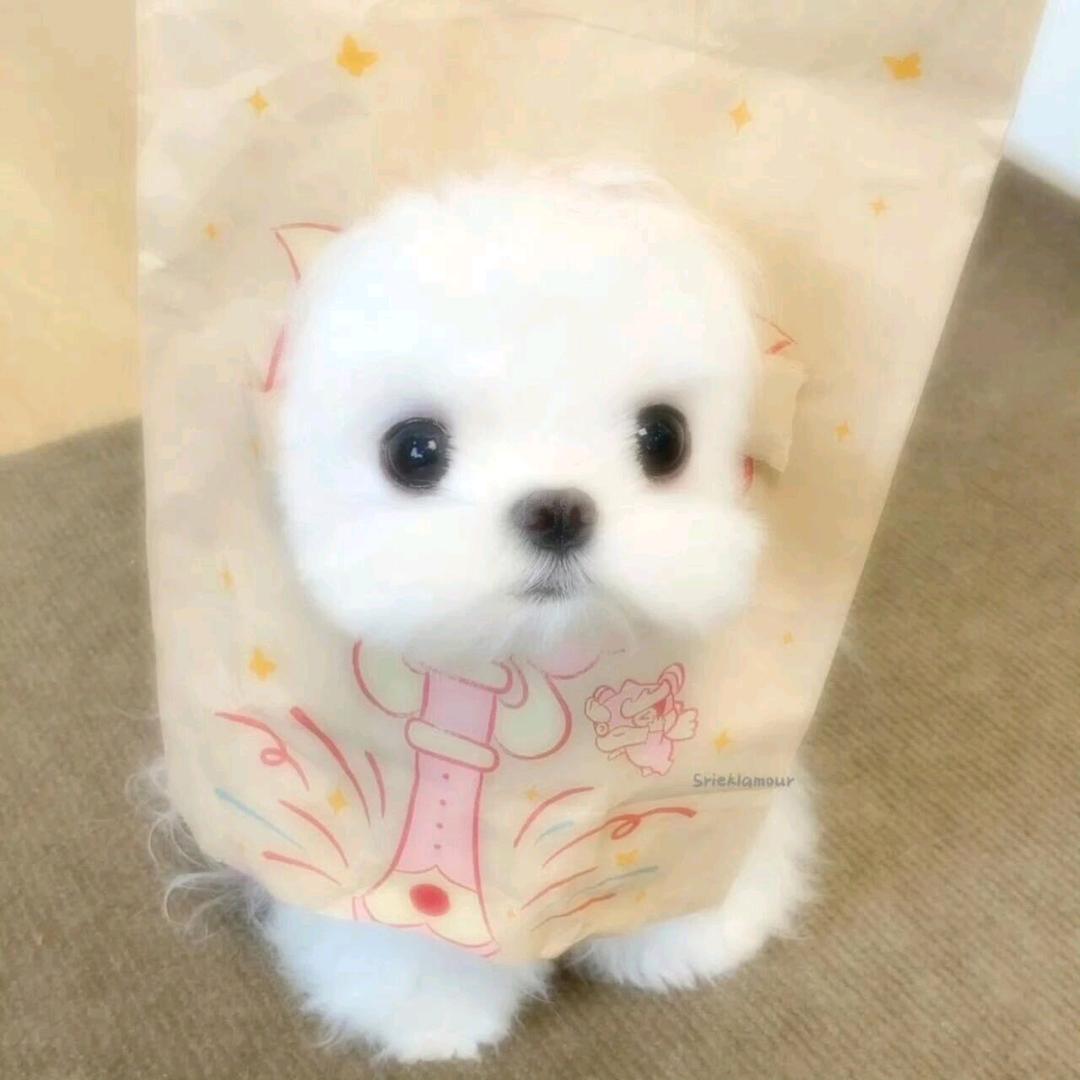 超绝黄焖鸡