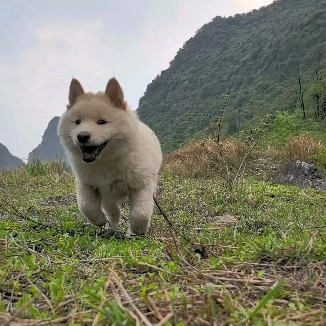 桂林市桂宠宠物优品店