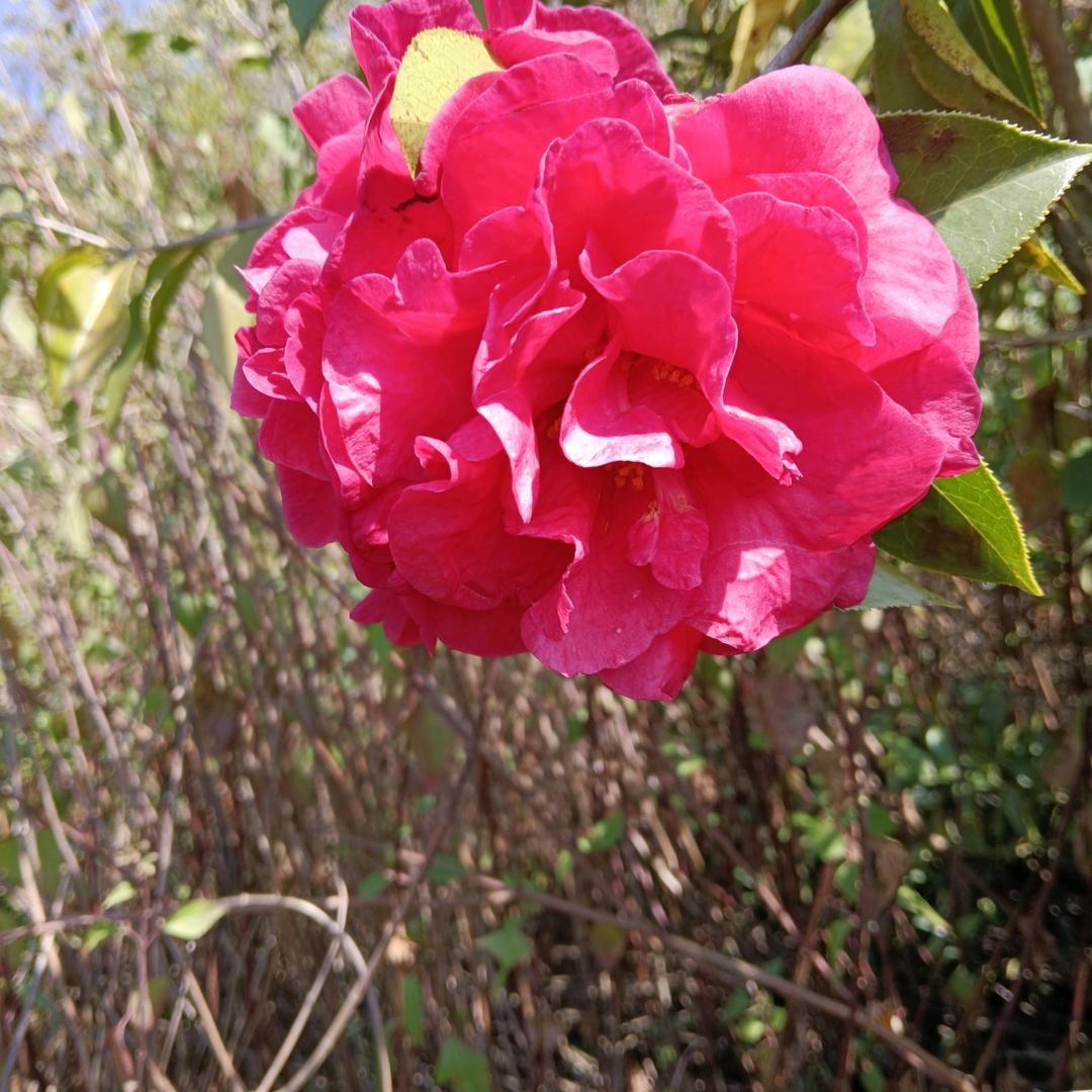 春暖花开