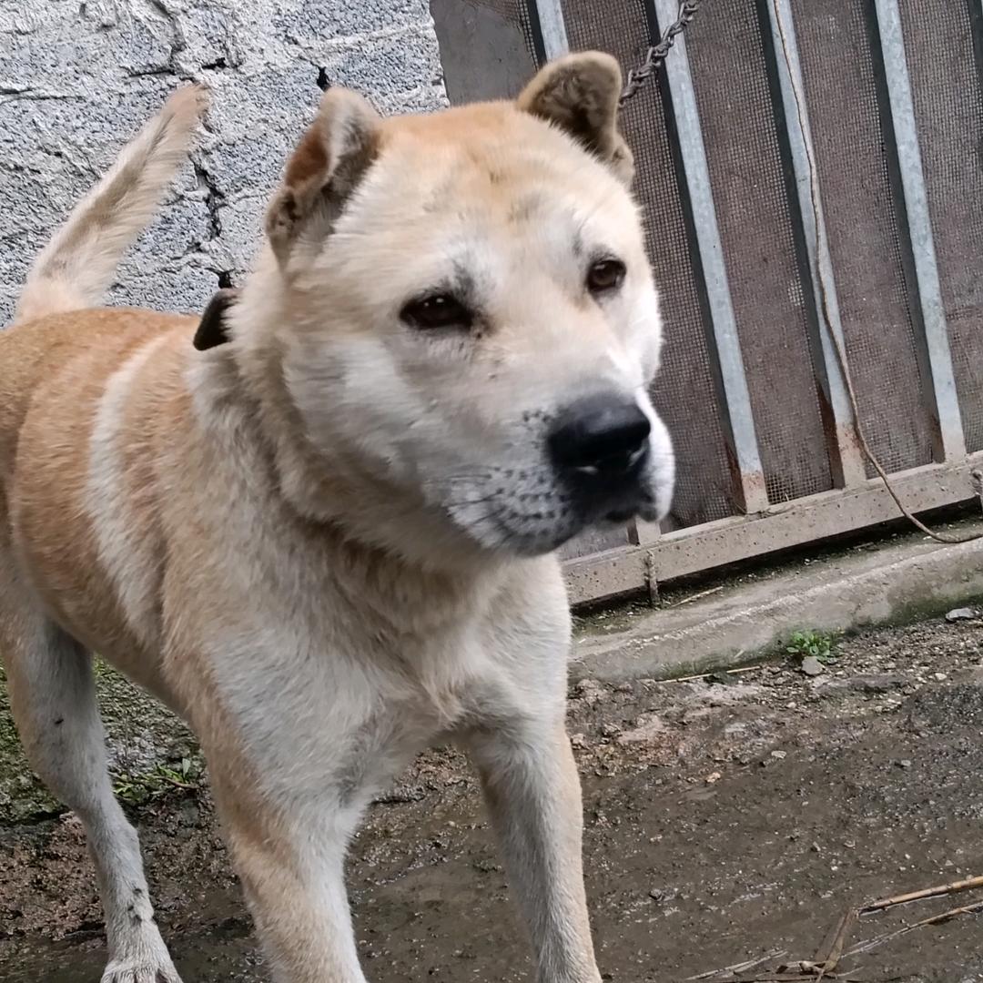 东晨犬业（农村土狗）