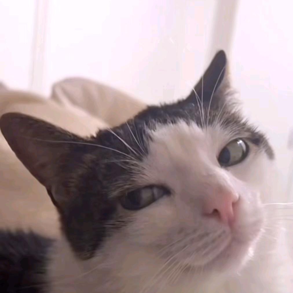 寒月千逸（猫meme）