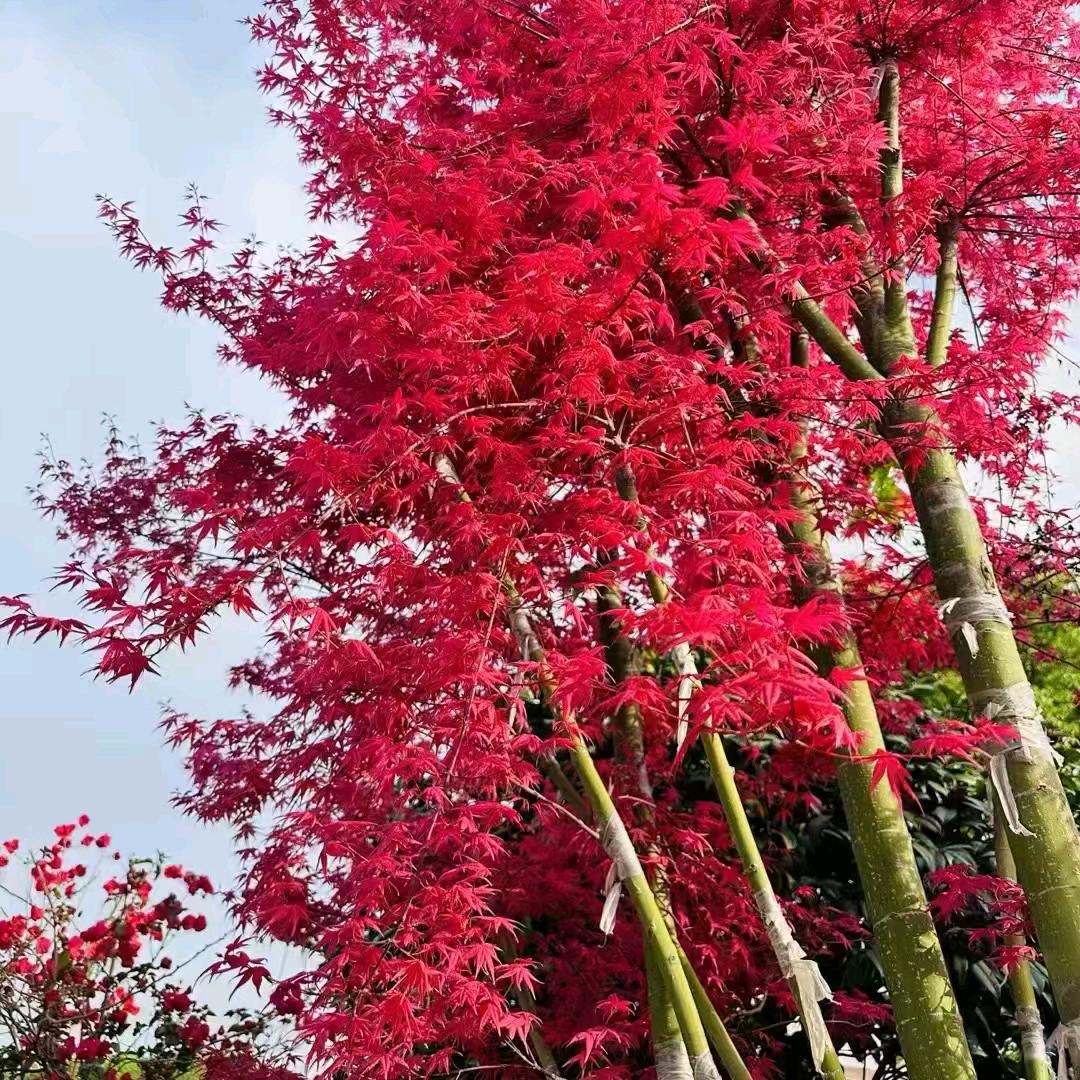 初夏若雨等花开