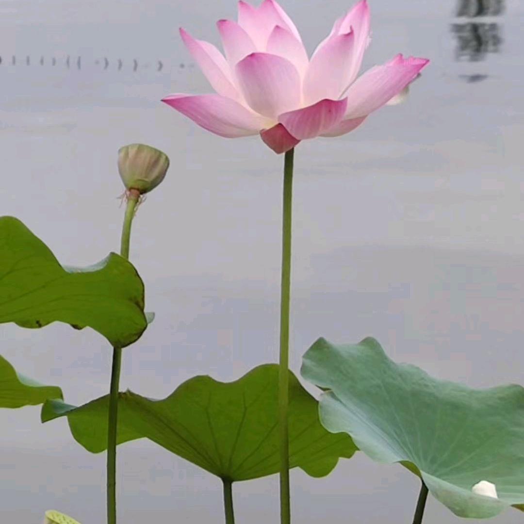胖胖