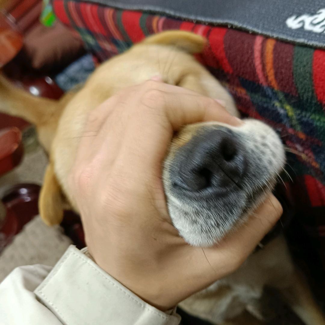 烧夹