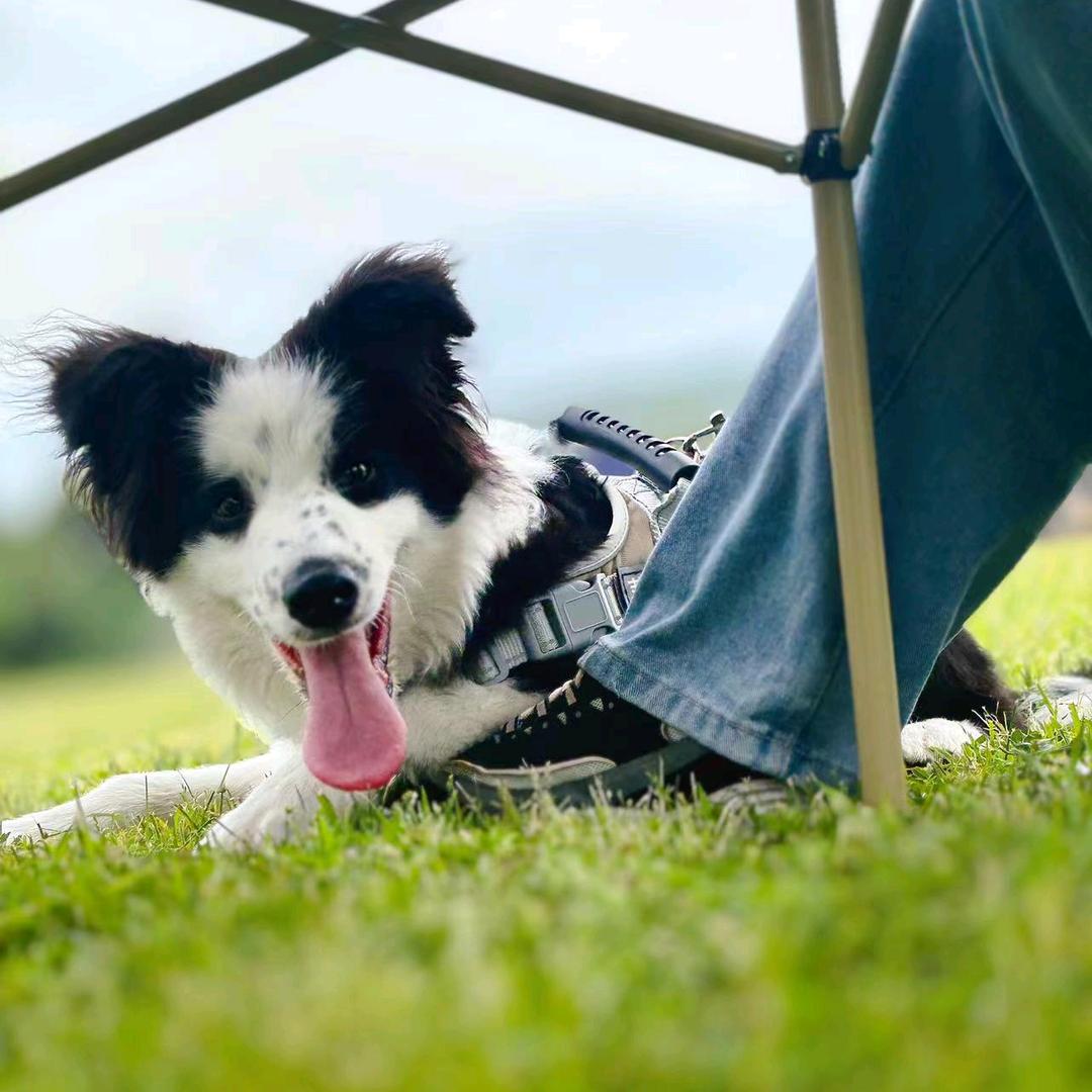 葵葵是只边牧呀🌻