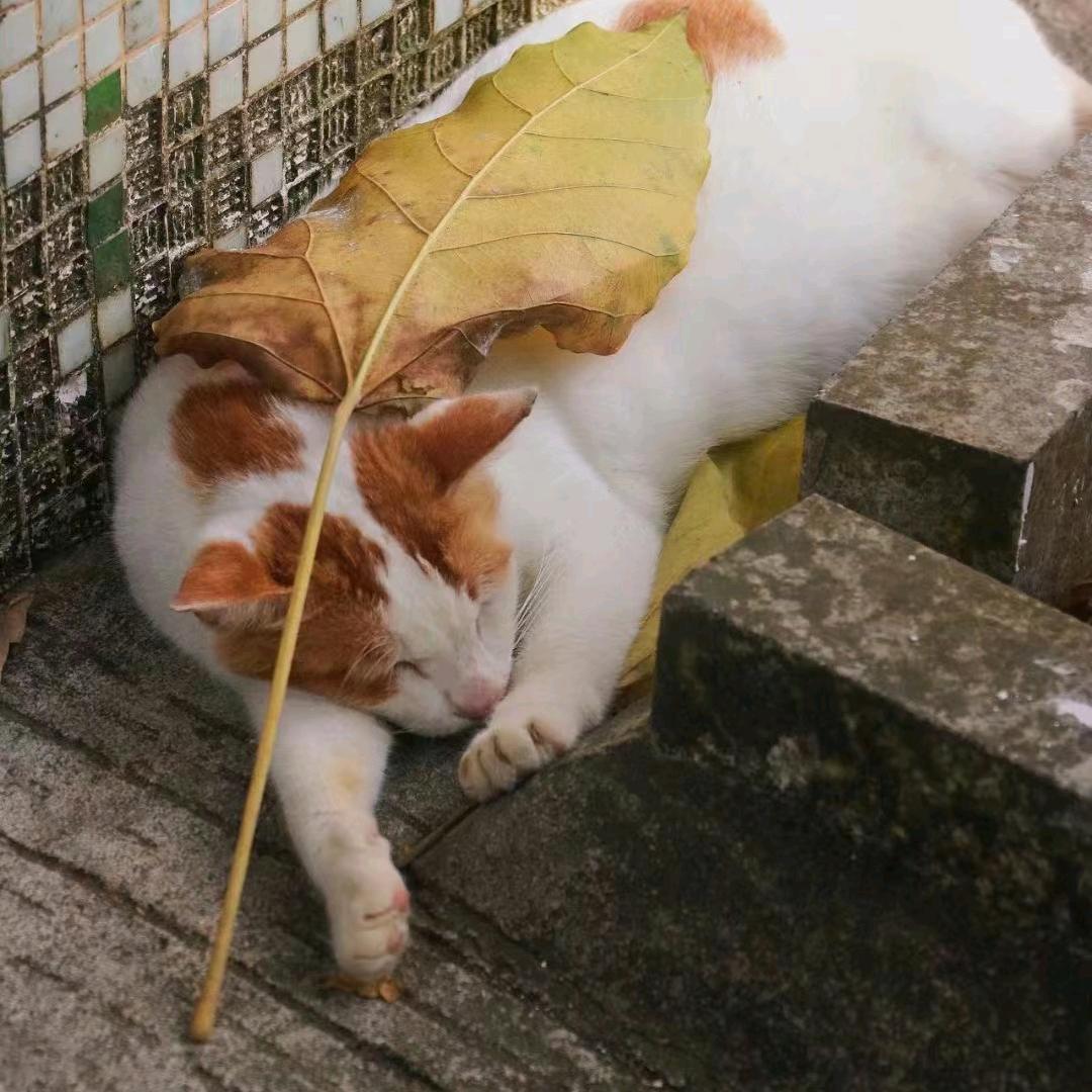 ✿