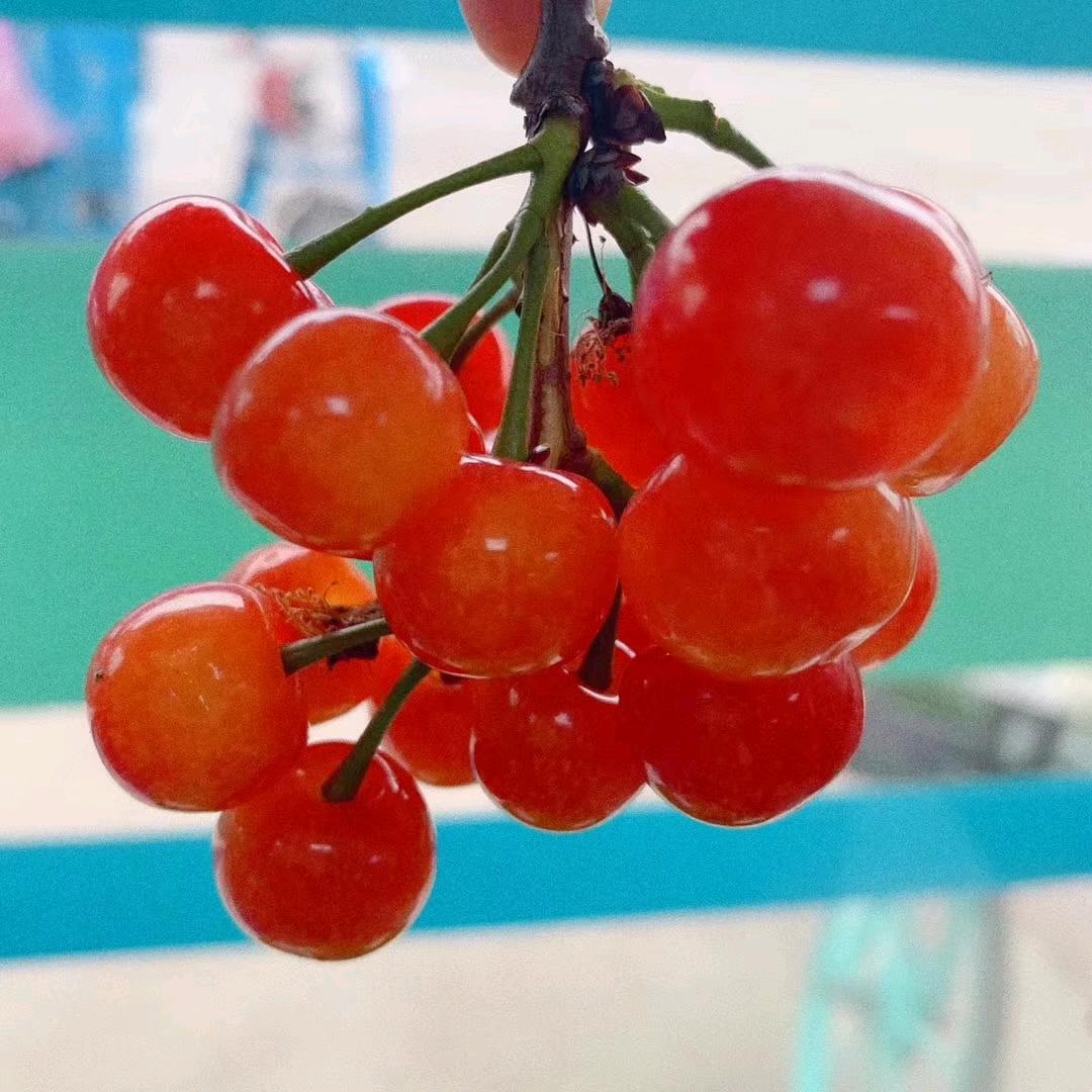 湘味。名厨