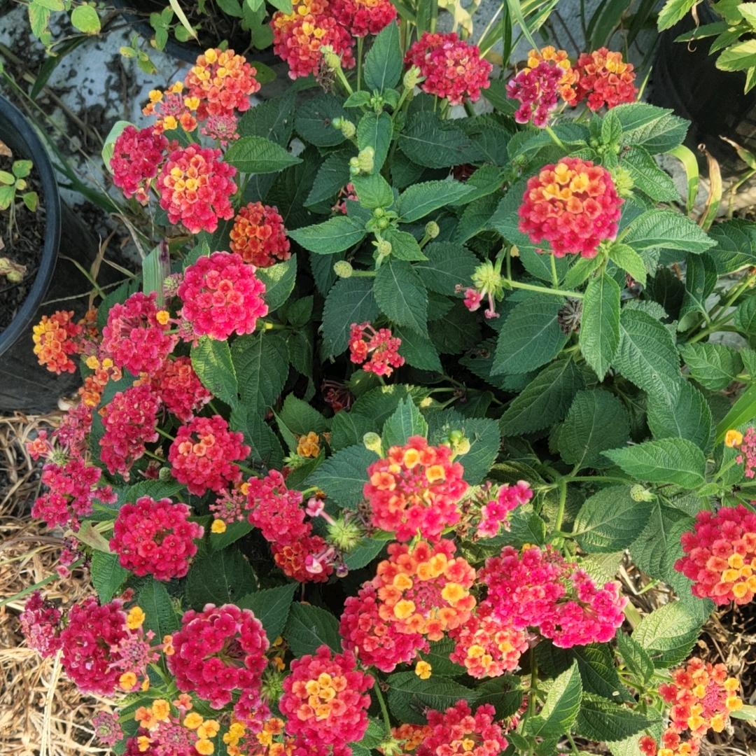 仙仙园艺花镜植物