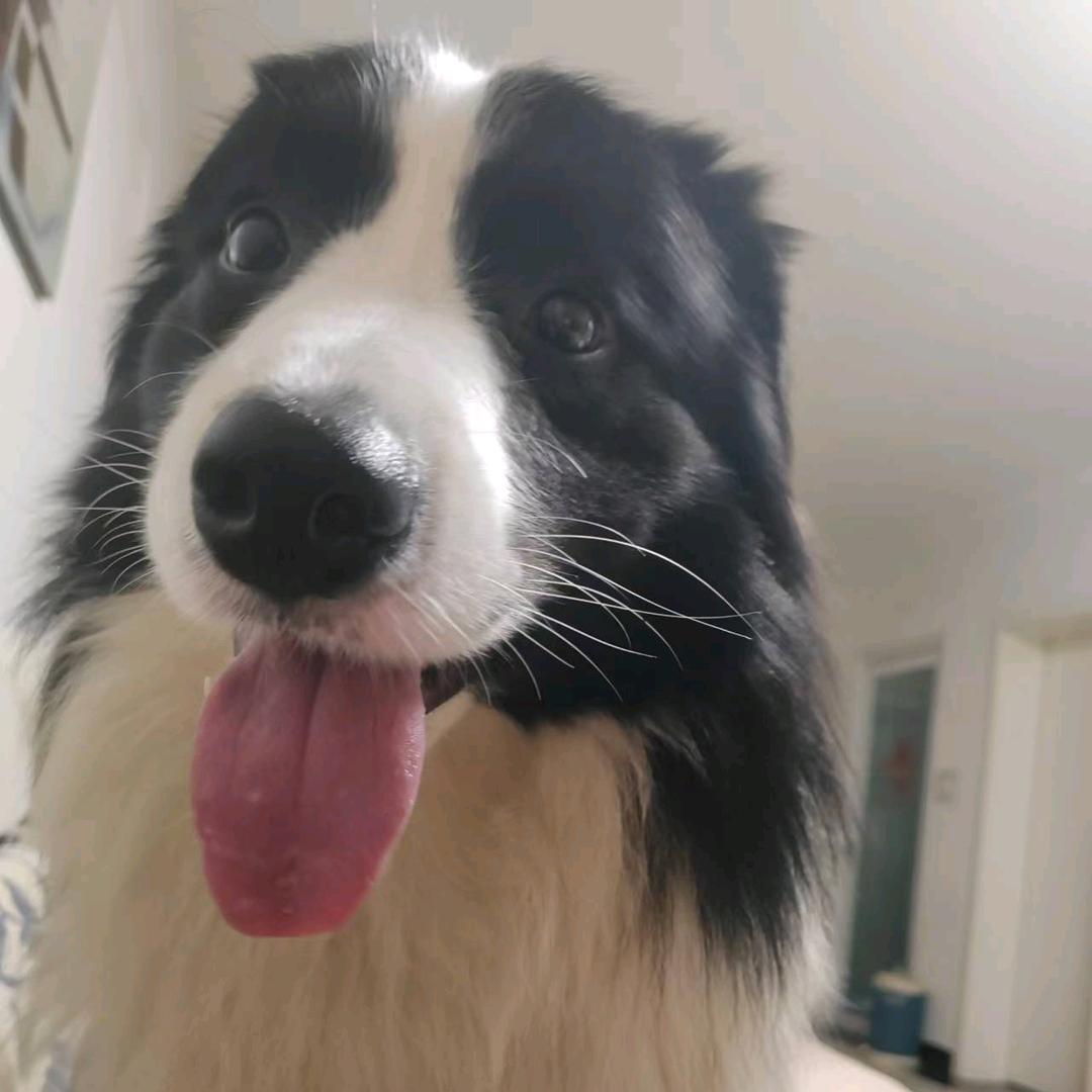 ◥◣得鹿梦鱼◢◤