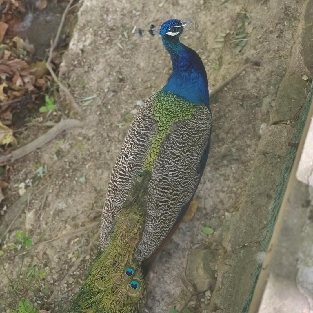华地评估