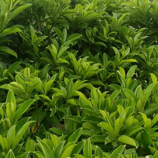 你把真心给了谁？