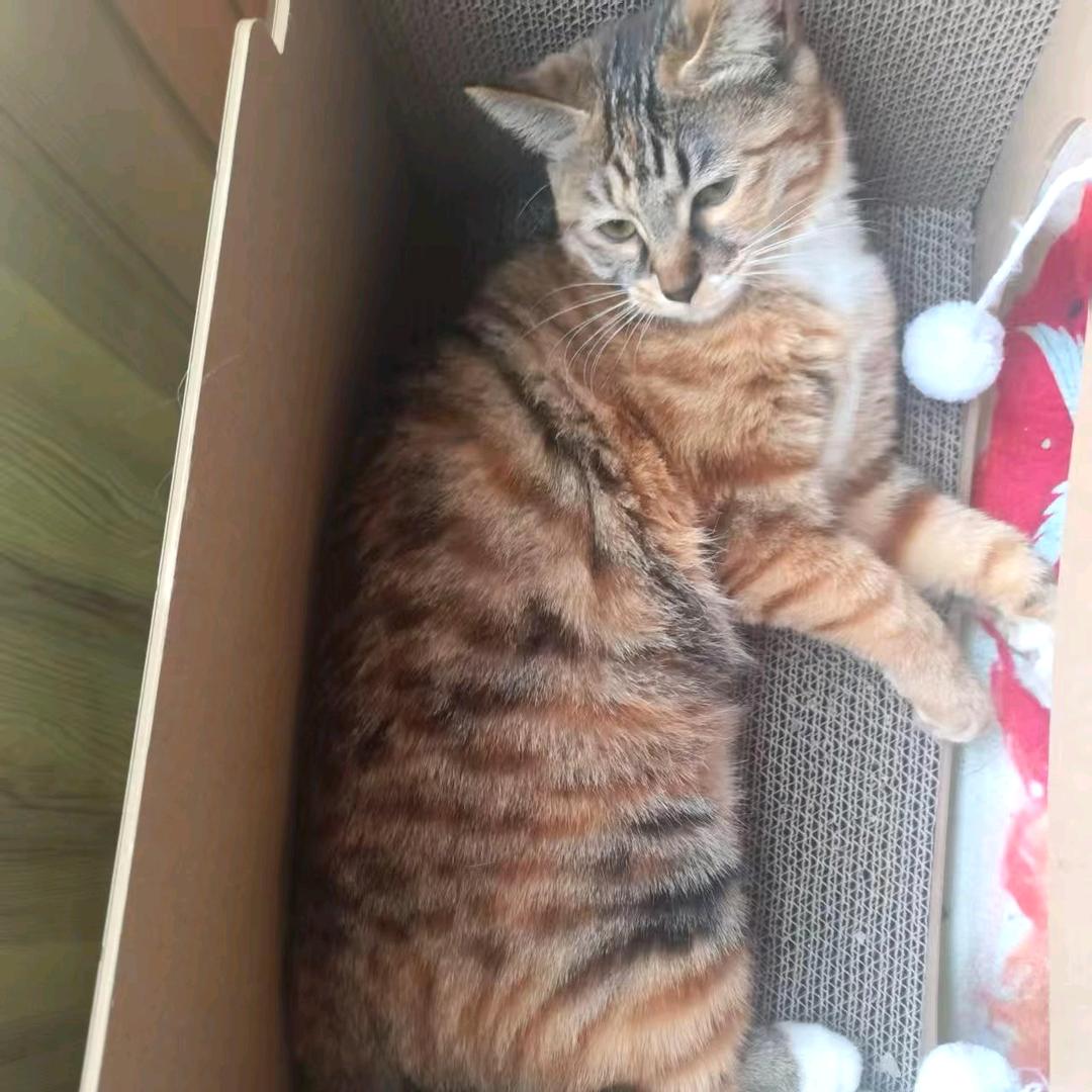 临沂兰山找猫
