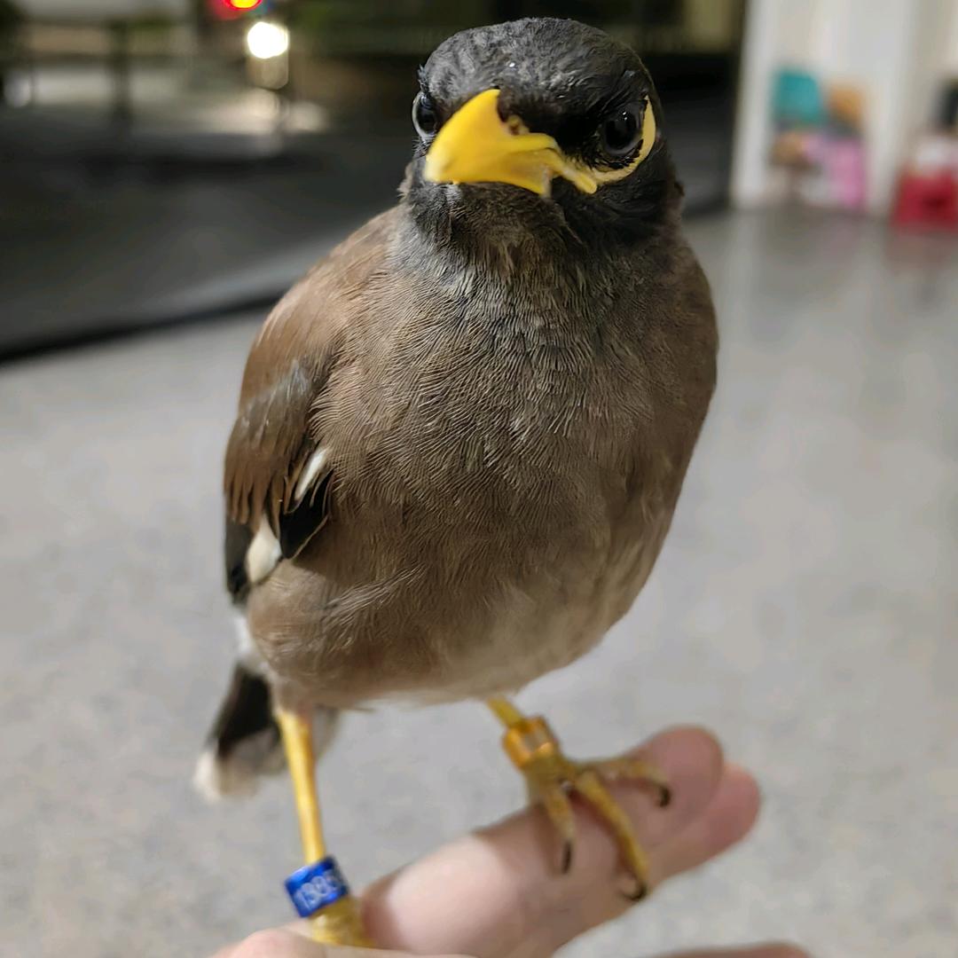 缘林