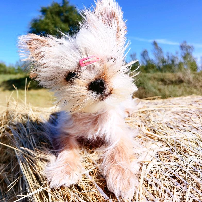 美美不是狗..旺旺