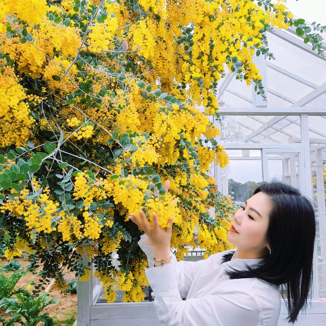 戴丰苗参茸批发（瓯北店）—晓玲