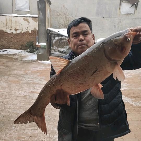 鱼谜织网